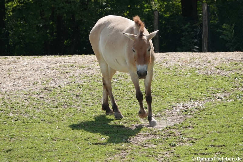 Equus ferus przewalskii)