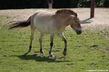 Przewalski-Pferd (Equus ferus przewalskii) im GaiaZOO Kerkrade, Niederlande