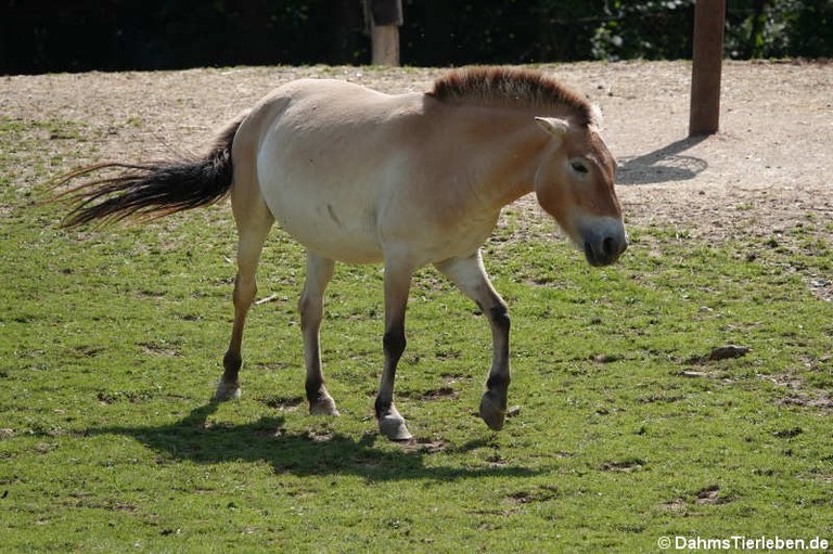 Equus ferus przewalskii