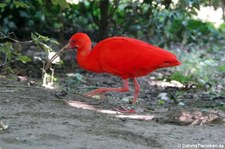 Scharlachsichler (Eudocimus ruber) im GaiaZOO Kerkrade, Niederlande