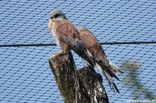 Rötelfalken (Falco naumanni) im GaiaZOO Kerkrade, Niederlande