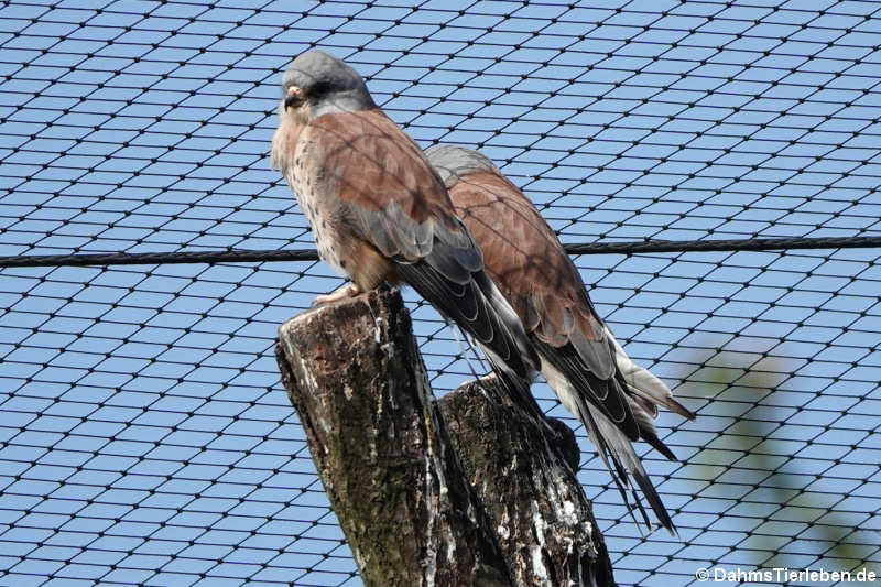 Rötelfalken (Falco naumanni)