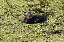 Junge Teichralle (Gallinula chloropus) im GaiaZOO Kerkrade, Niederlande