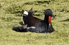 Teichralle (Gallinula chloropus) mit Jungtier im GaiaZOO Kerkrade, Niederlande