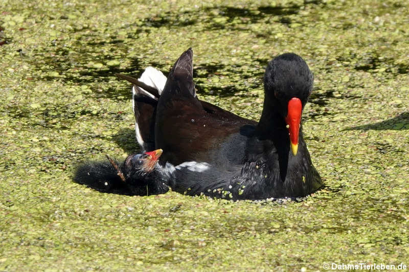 Teichralle (Gallinula chloropus) mit Jungtier