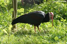 Kahlkopfibis (Geronticus calvus) im GaiaZOO Kerkrade, Niederlande