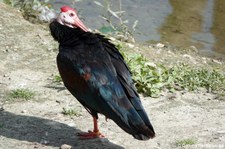 Kahlkopfibis (Geronticus calvus) im GaiaZOO Kerkrade, Niederlande