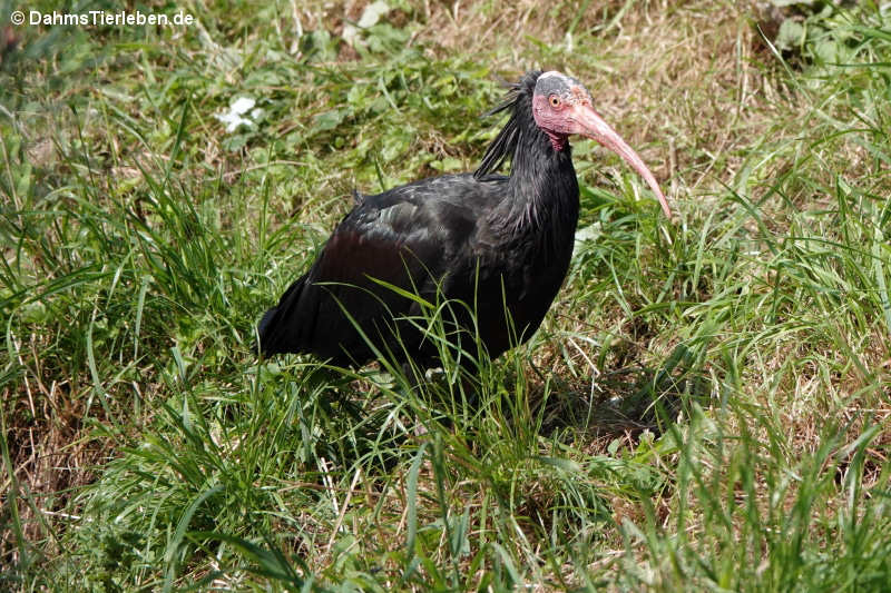 Waldrapp (Geronticus eremita)