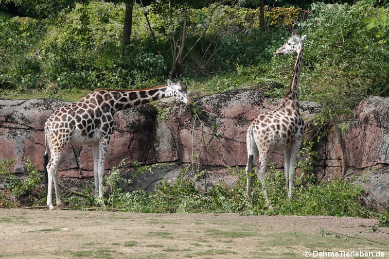 Rothschildgiraffen (Giraffa camelopardalis rothschildi)