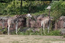 Rothschildgiraffen (Giraffa camelopardalis rothschildi) im GaiaZOO Kerkrade, Niederlande