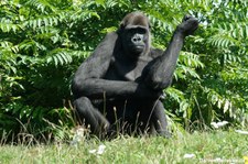 Westlicher Flachlandgorilla (Gorilla gorilla gorilla) im GaiaZOO Kerkrade, Niederlande