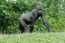 Westlicher Flachlandgorilla (Gorilla gorilla gorilla) im GaiaZOO Kerkrade, Niederlande