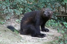 Eurasischer Vielfraß (Gulo gulo gulo) im GaiaZOO Kerkrade, Niederlande