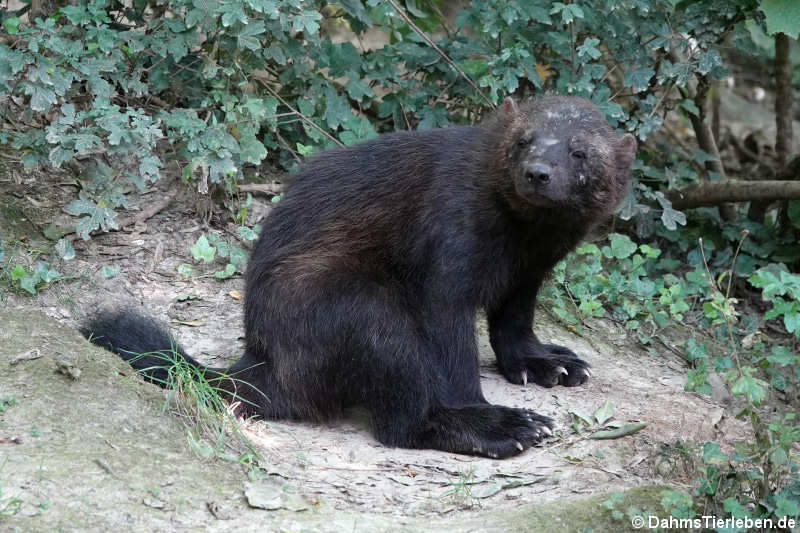 Eurasischer Vielfraß (Gulo gulo gulo)