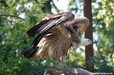 Gänsegeier (Gyps fulvus) im GaiaZOO Kerkrade, Niederlande