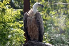 Gänsegeier (Gyps fulvus) im GaiaZOO Kerkrade, Niederlande