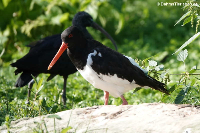 Austernfischer (Haematopus ostralegus)