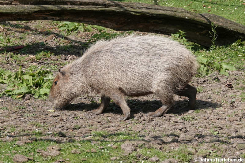 Capybara (Hydrochaeris hydrochaeris)