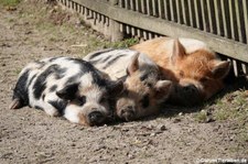 Kune-Kune-Schweine im GaiaZOO Kerkrade, Niederlande