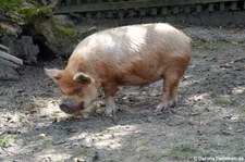 Kune-Kune-Schwein im GaiaZOO Kerkrade, Niederlande