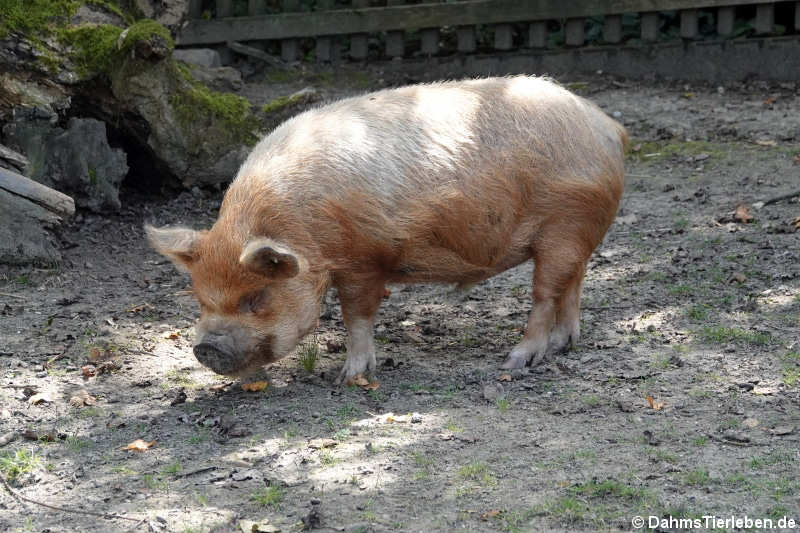 Kune-Kune-Schwein