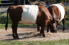 Lakenvelder (Bos primigenius f. taurus) im GaiaZOO Kerkrade, Niederlande