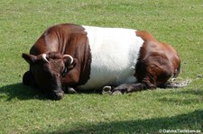 Lakenvelder (Bos primigenius f. taurus) im GaiaZOO Kerkrade, Niederlande