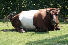 Lakenvelder (Bos primigenius f. taurus) im GaiaZOO Kerkrade, Niederlande