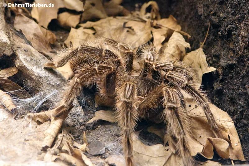 Brasilianische Riesenvogelspinne (Lasiodora parahybana)