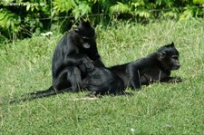 Schopfmangaben (Lophocebus aterrimus) im GaiaZOO Kerkrade, Niederlande