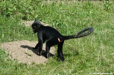 Schopfmangabe (Lophocebus aterrimus) im GaiaZOO Kerkrade, Niederlande