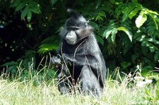 Schopfmangabe (Lophocebus aterrimus) im GaiaZOO Kerkrade, Niederlande