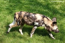 Afrikanischer Wildhund (Lycaon pictus) im GaiaZOO Kerkrade, Niederlande