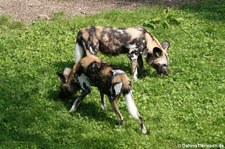 Afrikanische Wildhunde (Lycaon pictus) im GaiaZOO Kerkrade, Niederlande