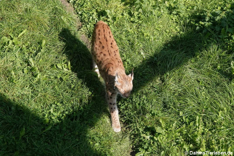 Europäischer Luchs (Lynx lynx lynx)