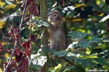 Junger Berberaffe (Macaca sylvanus) im GaiaZOO Kerkrade, Niederlande