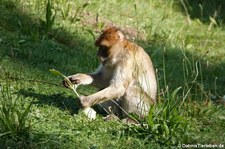 Berberaffe (Macaca sylvanus) im GaiaZOO Kerkrade, Niederlande