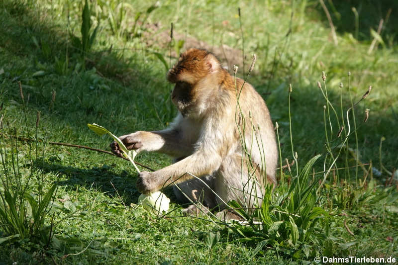 Berberaffe (Macaca sylvanus)