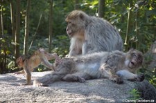 Berberaffen (Macaca sylvanus) im GaiaZOO Kerkrade, Niederlande