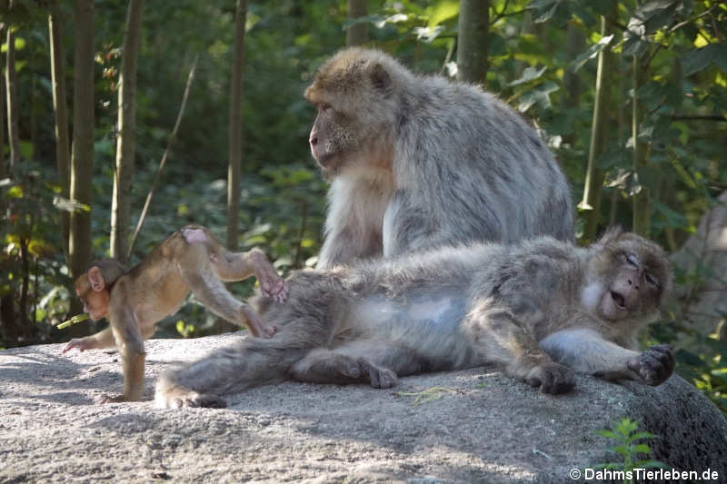 Berberaffen (Macaca sylvanus)