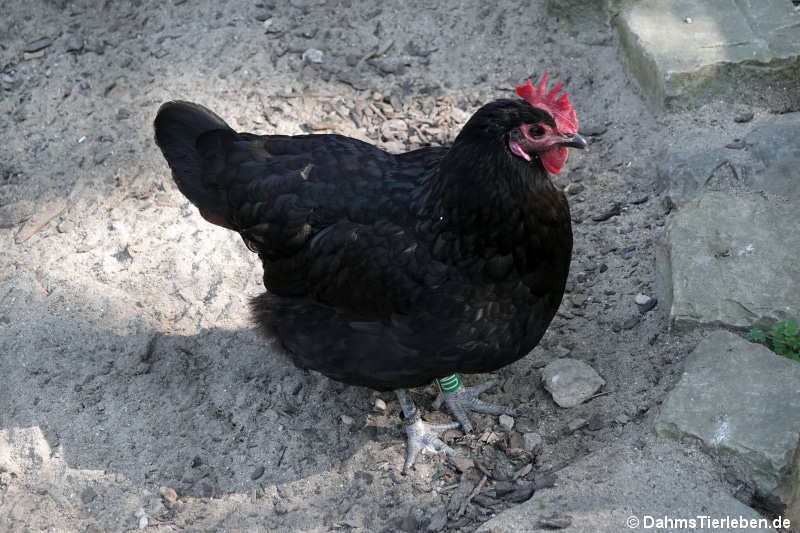 Mergelland-Huhn (Gallus gallus f. domestica)