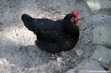 Mergelland-Huhn (Gallus gallus f. domestica) im GaiaZOO Kerkrade, Niederlande