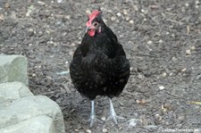 Mergelland-Huhn (Gallus gallus f. domestica) im GaiaZOO Kerkrade, Niederlande