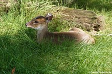 Chinesischer Muntjak (Muntiacus reevesi) im GaiaZOO Kerkrade, Niederlande