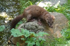 Europäischer Nerz (Mustela lutreola) im GaiaZOO Kerkrade, Niederlande