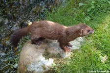 Europäischer Nerz (Mustela lutreola) im GaiaZOO Kerkrade, Niederlande