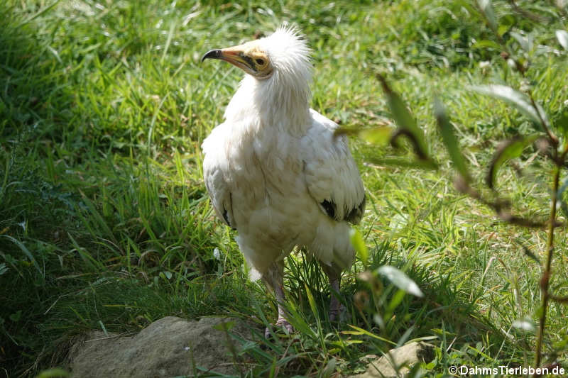 Westlicher Schmutzgeier (Neophron percnopterus percnopterus)