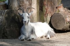 Niederländische Landziege im GaiaZOO Kerkrade, Niederlande