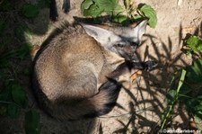 Südafrikanischer Löffelhund (Otocyon megalotis megalotis) im GaiaZOO Kerkrade, Niederlande