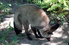 Südafrikanischer Löffelhund (Otocyon megalotis megalotis) im GaiaZOO Kerkrade, Niederlande